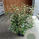 Elaeagnus ebbingei 80-100 cm 10L