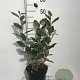 Elaeagnus ebb. 'Compacta' 40-50 cm 3,0L