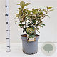 Elaeagnus ebb. 'Compacta' 50-60 cm 7,5L