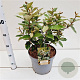 Elaeagnus ebb. 'Compacta' 50-60 cm 7,5L