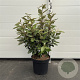 Elaeagnus ebb. 'Compacta' 50-60 cm 7,5L