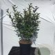 Elaeagnus ebb. 'Compacta' 60-70 cm 7,5L