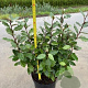 Elaeagnus ebb. 'Compacta' 60-70 cm 7,5L