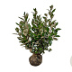 Elaeagnus ebb. 'Compacta' 60-80 cm met kluit