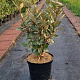 Elaeagnus ebb. 'Compacta' 80-100 cm 7,5L