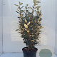 Elaeagnus ebb. 'Compacta' 80-100 cm 10L