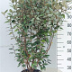 Elaeagnus ebb. 'Compacta' 80-100 cm 10L