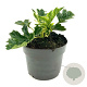 Acanthus 'Whitewater' GM 2,0L