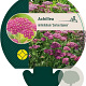 Achillea m. 'Cerise Queen' GM P9