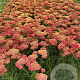 Achillea m. 'Paprika' GM 2,0L