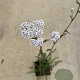 Achillea m. 'White Beauty' GM P9