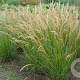Achnatherum calamagrostis 'Algäu' GM P9