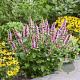 Agastache Beelicious Pink GM P9