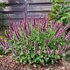 Agastache Beelicious Pink GM P9