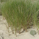 Ammophila arenaria GM P9