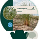 Ammophila arenaria GM P9
