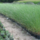 Ammophila arenaria GM P9