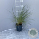 Ammophila arenaria GM 2,0L