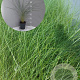 Ammophila arenaria GM 2,0L