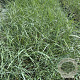 Ammophila arenaria GM 2,0L
