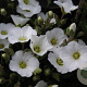 Arenaria montana GM P9