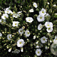 Arenaria montana GM P9