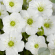 Arenaria montana GM P9