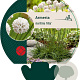 Armeria mar. 'Alba' GM P9