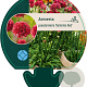 Armeria ps. 'Ballerina Red' GM P9