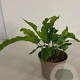 Asplenium scolopendrium GM 2,0L