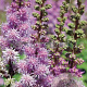 Astilbe c. 'Pumila' GM P9