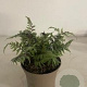Athyrium niponicum pictum GM 2,0L