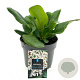 Bergenia 'Bressingham White' GM 2,0L