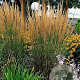 Calamagrostis acut. 'Karl Foerster' GM P9