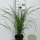 Calamagrostis acut. 'Karl Foerster' GM 2,0L