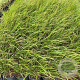 Calamagrostis acut. 'Karl Foerster' GM 2,0L