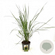 Calamagrostis acut. 'Karl Foerster' GM 2,0L