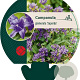 Campanula glom. 'Superba' GM P9