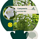 Campanula pers. 'Alba' GM P9