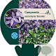 Campanula posch. 'Blauranke' GM P9