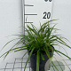 Carex morrowii GM 2,0L