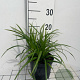 Carex morrowii 'Irish Green' GM 2,0L
