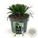 Carex morrowii 'Irish Green' GM 2,0L