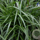 Carex oshim. 'Evergold' GM P9