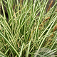 Carex oshim. 'Evergold' GM P9