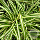 Carex oshim. 'Evergold' GM P9