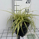 Carex oshim. 'Evergold' GM 2,0L