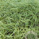 Carex oshim. 'Evergold' GM 2,0L