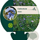 Cichorium intybus GM P9