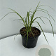 Cortaderia s. 'Rosea' GM 2,0L